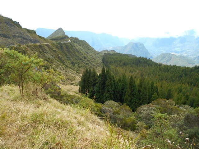 La forêt de cryptomerias de la Plaine des Merles vue de la piste vers le Col des Bœufs