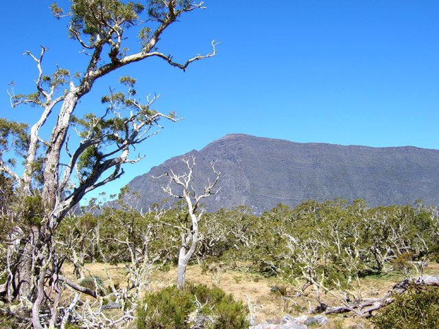 Le Grand Bénare entre les branches de tamarins