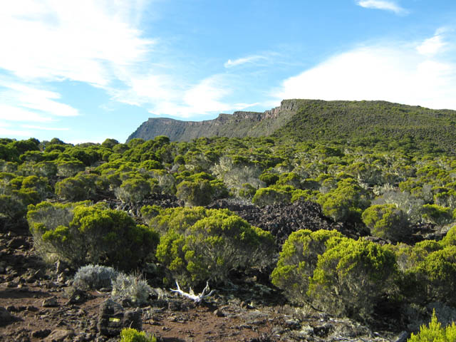 La végétation des Hauts du Maïdo vers le Grand Bénare