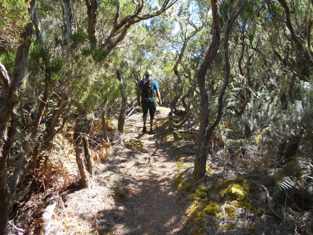 La suite du parcours traverse surtout des branles verts touffus