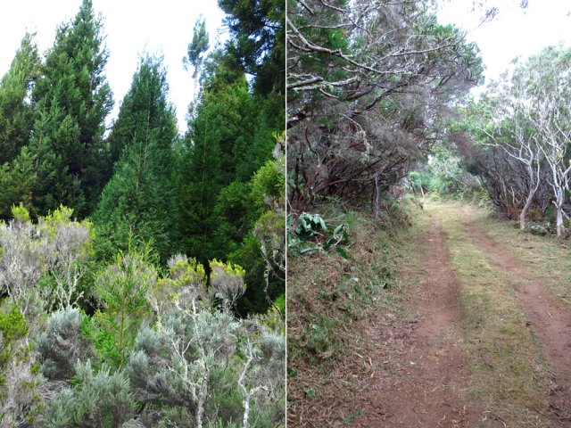 Les cryptomerias annoncent la prochaine piste vers le gîte Là-Haut