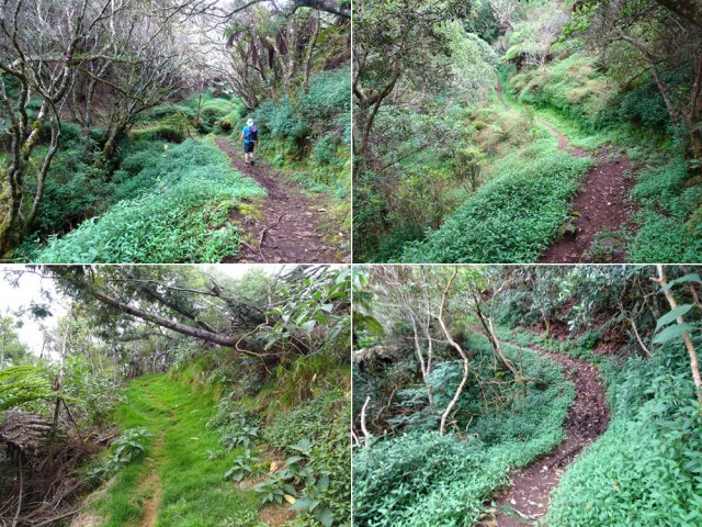 Superbe sentier dans les jouvences et l'herbe pour traverser une dizaine de ravines