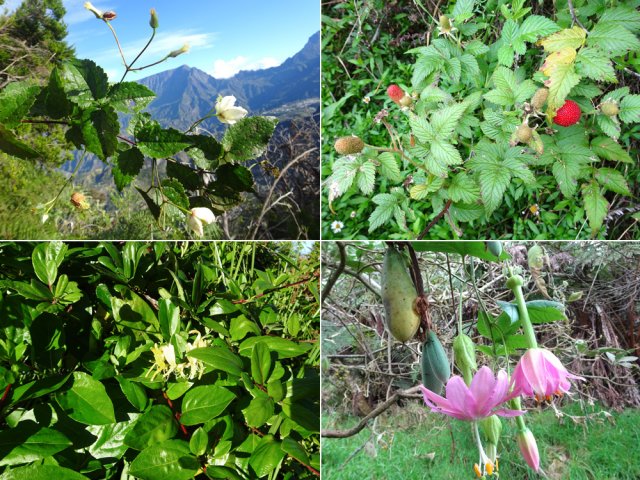 Lianes en tous genres et framboisiers péi tout au long du parcours