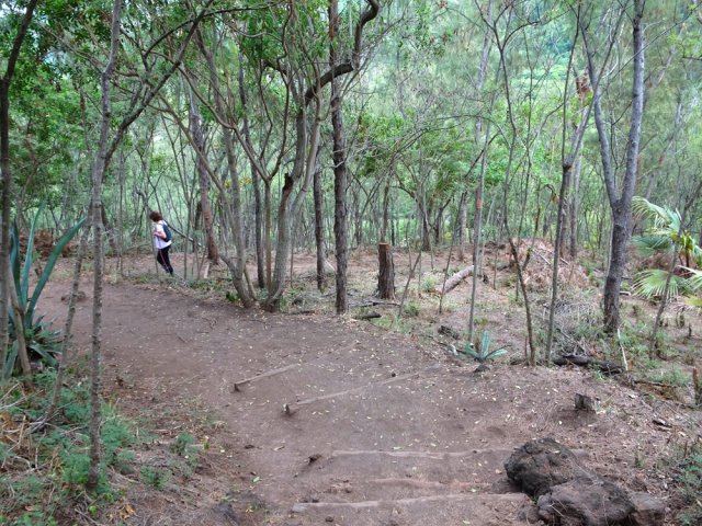 Il serpente entre les acacias