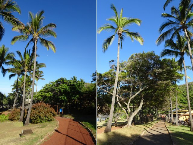 Toujours ces grands cocotiers qui égayent le paysage