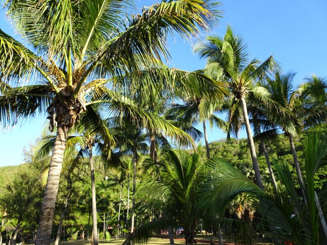 De nombreux cocotiers ont été replantés en 2019
