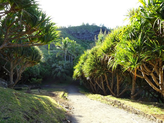 La piste est bordée de vacoas. Point de vue sur le piton