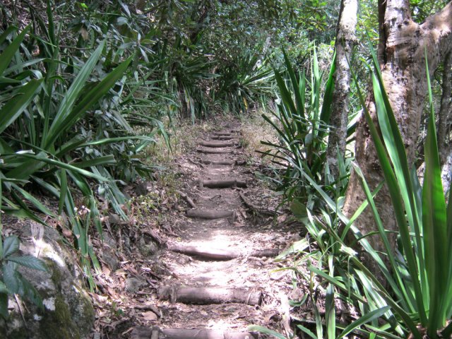 Une partie du sentier avec marches en bois