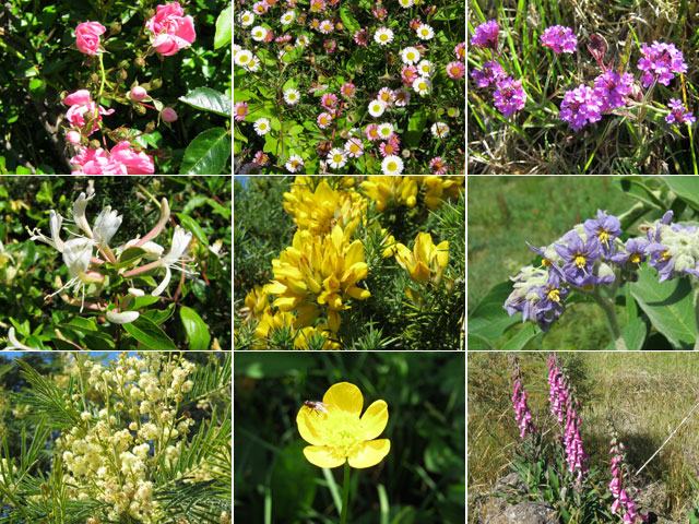 Des fleurs partout sur le circuit