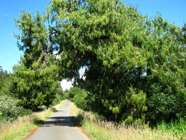 La route du Piton Desforges pour qui ne prendrait pas le sentier