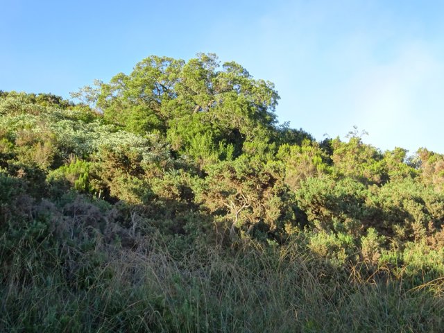 La végétation aux alentours du Bras de Pontho, du côté de Bourg Murat