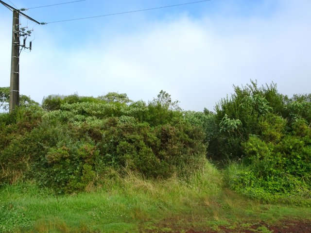 Le sentier herbu qui pénètre sous le pont de la RN3