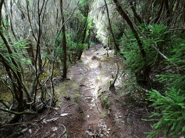 Une autre portion du sentier de raccourci