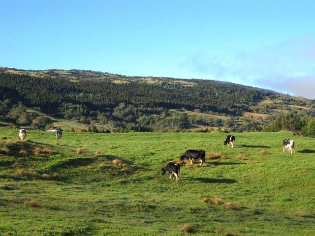 Beaucoup de vaches laitières dans cette région