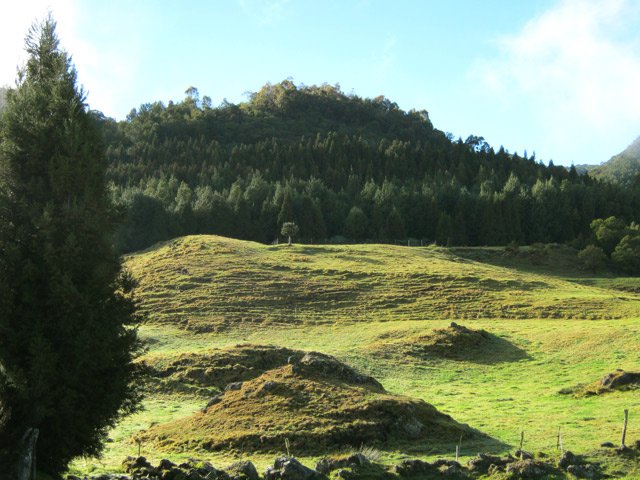 Le piton Guichard recouvert de cryptomerias