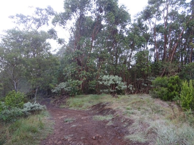 Le GRR2 sous forme de piste longeant le Bras de Pontho