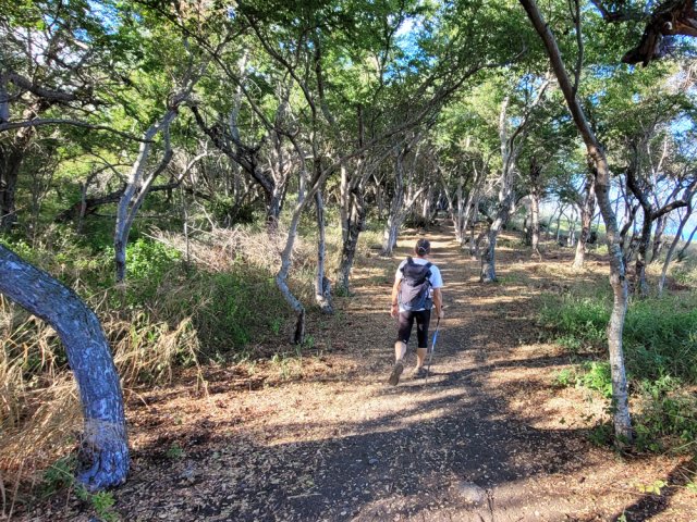 Nombreux tamarins d'Inde qui procurent un peu d'ombre