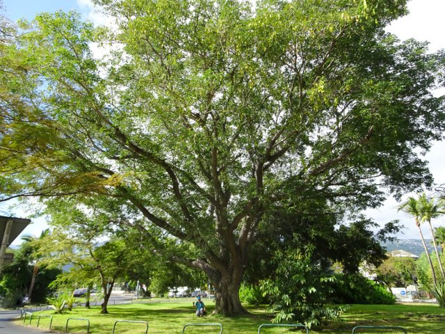 Très impressionnant bois noir des bas au centre du rond-point près de l'école