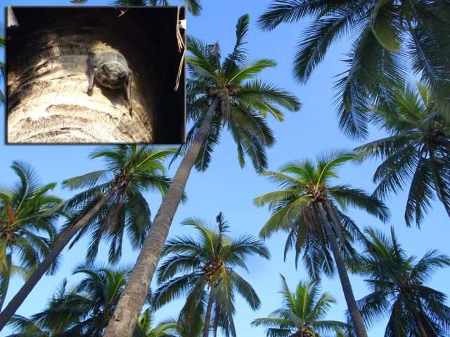 Le débonnaire taphien de Maurice passe sa journée en haut des cocotiers