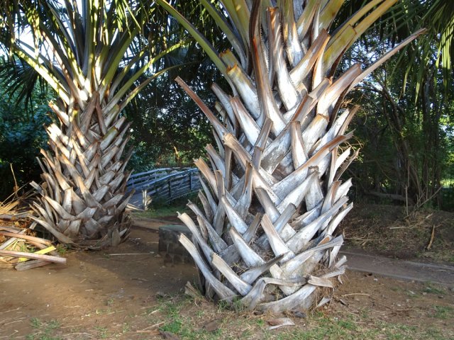 Franchir le petit pont de bois pour poursuivre vers le pont de fer