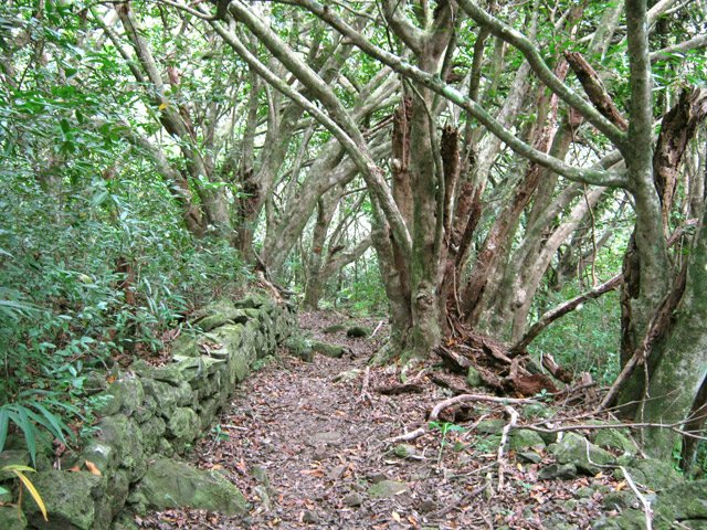 Passage sous de grands jamrosats avant la passerelle