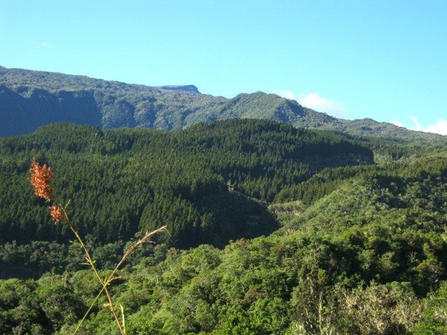 Grande forêt de cryptomerias