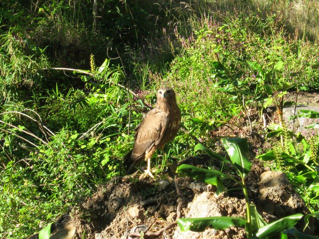 Une papangue, surprise, posée en bordure de piste