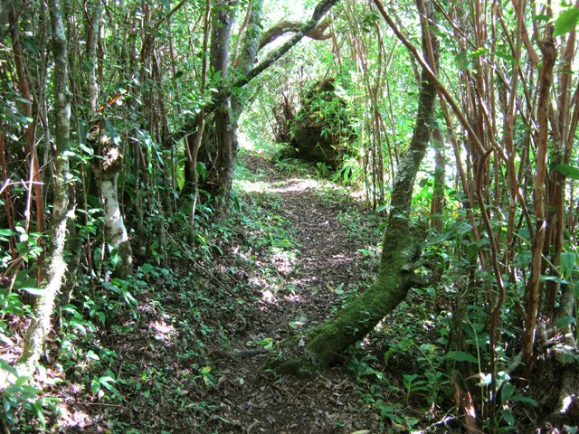 Le sentier de descente dans une rare partie plate