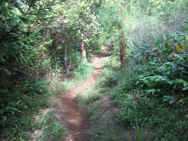 Une belle portion plate du Sentier des Ouvriers