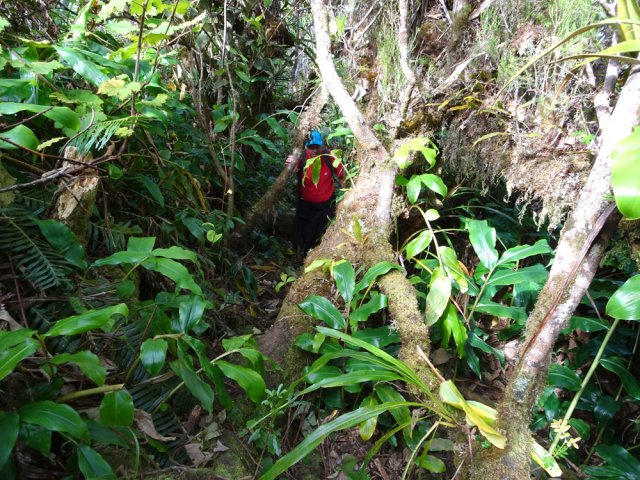 Beaucoup d'arbres par moments pour perdre le sentier sur 2 ou 3 mètres