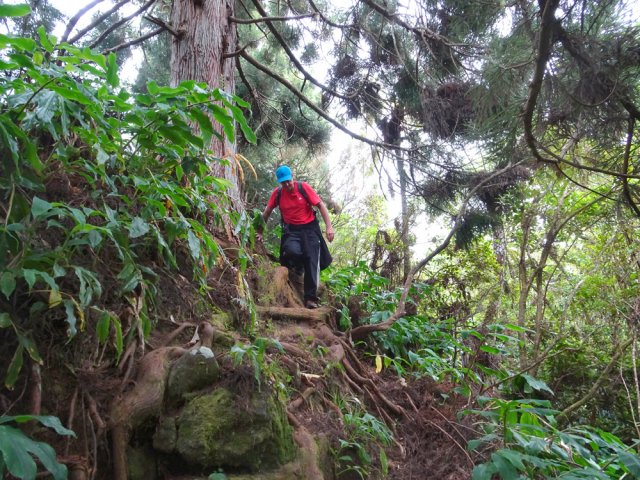 Passage sur les racines aériennes d'un très gros cryptomeria
