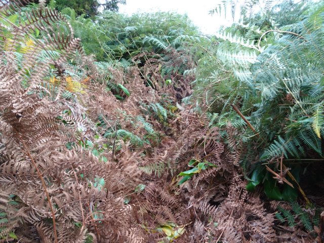 Courte mais intense traversée d'une zone de fougères en fin de trajet