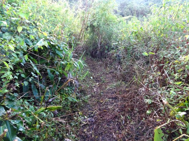 Sentier boueux entouré de toutes les invasives de la région