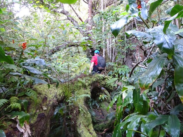 Le gros tronc couché donne le top pour la longue montée au Piton Deveaux