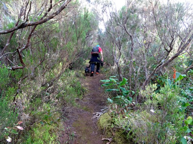 Plus haut le sentier est propre sous les branles verts
