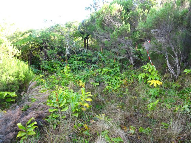 La clairière à l'emplacement de la Ferme Deveaux