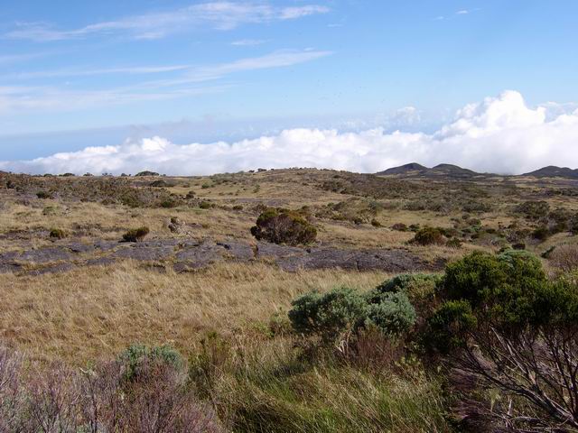 Disparition de la végétation vers la Roche Ecrite