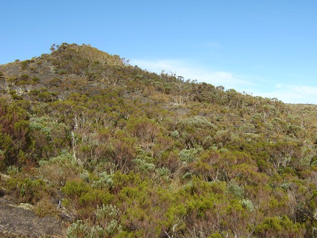 La végétation qui recouvre la Plaine des Chicots