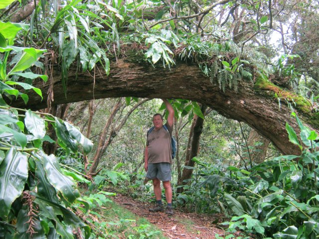 Comme souvent dans les bois de tamarins, de belles arches naturelles barrent le chemin