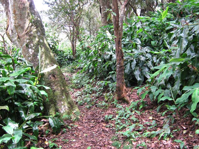 Une partie du sentier de Cambour, dans les longoses