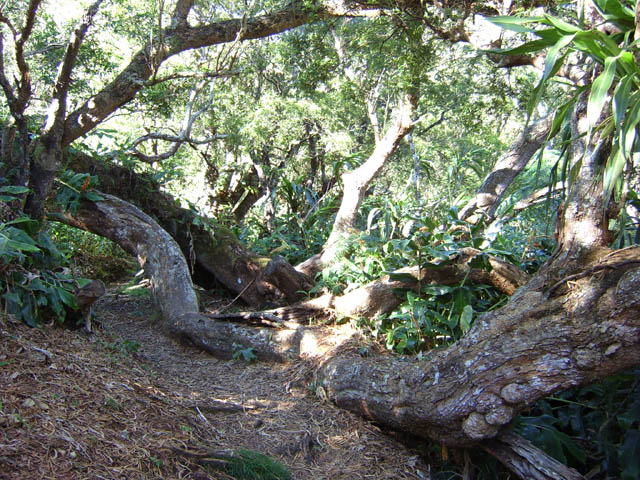 Un peu partout, des tamarins tombés au sol continuent de vivre