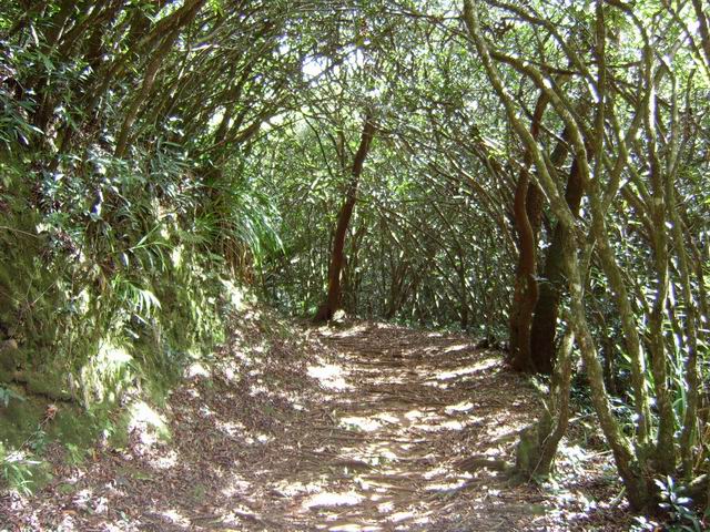 Le sentier est parfois bordé d'arbres penchés qui créent de l'ombre