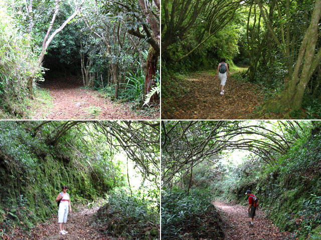 Quelques portions du sentier à l'ombre des jamrosats