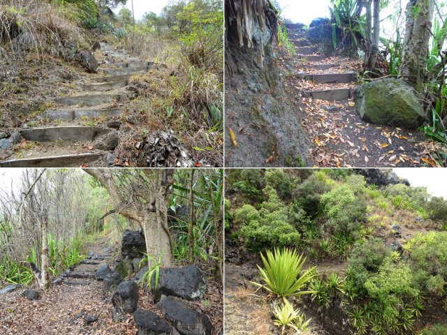 Quelques exemples du sentier de jonction des Lataniers