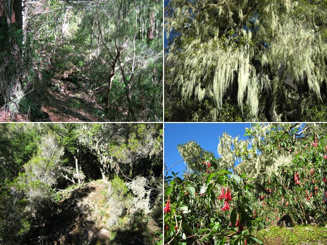 Portions de sentiers et végétation vers Cap Bouteille