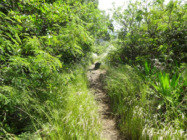 Le sentier Burel s'envahit lentement mais sûrement