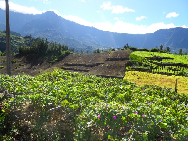 La vigne et les lentilles représentent l'essentiel des cultures