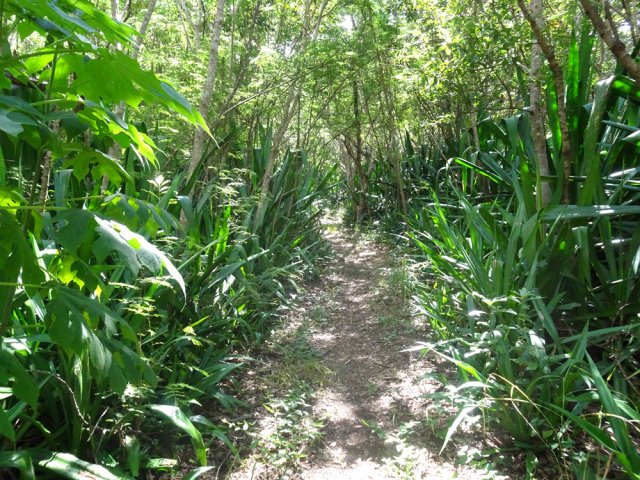 Début de la montée du Sentier du Reposoir dans les chocas de l'Îlet Bois de Nèfles
