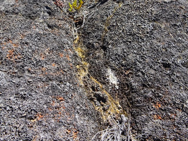 Partout, les cheveux de Pélé de la dernière éruption recouvrent le sol