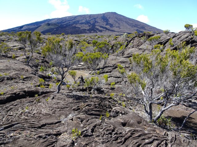Il faudra encore longtemps pour voir une forêt se développer